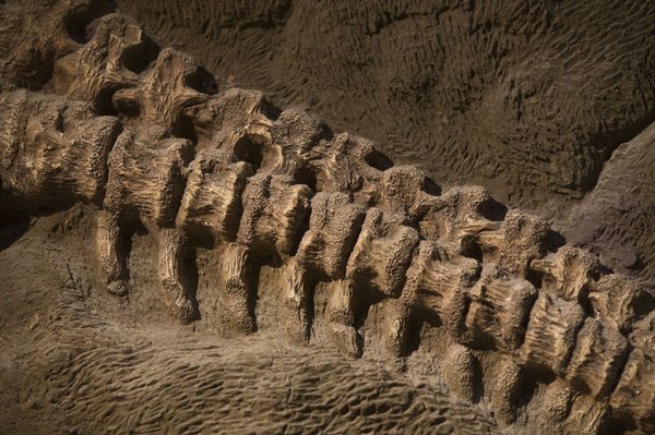 What should you check for in a holiday rental in Dorset for fossil hunting adventures?